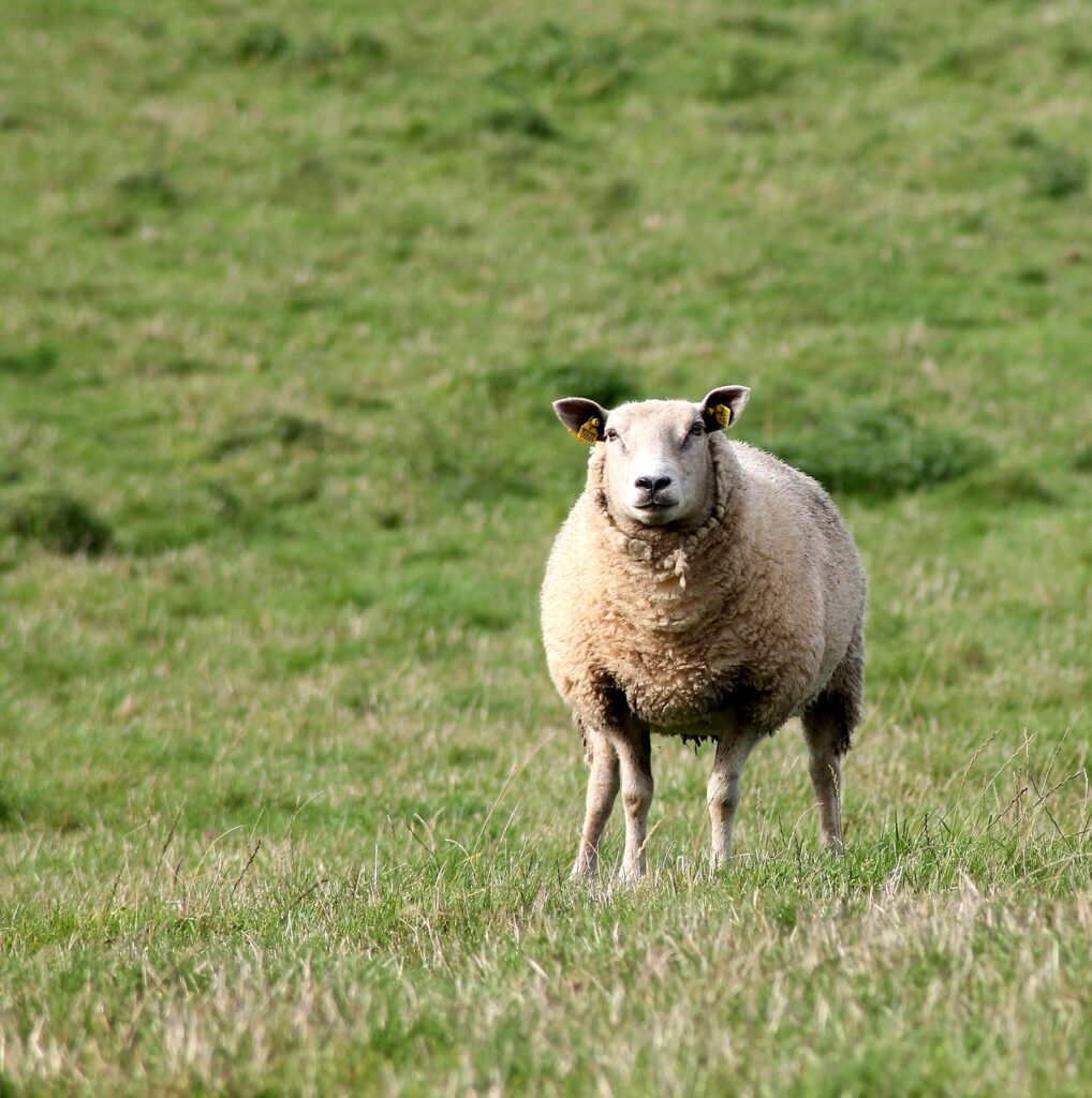 sheep, mammal, livestock, pastures, grass, nature, ruminant, farm, farm animal, animal, animal world, agriculture, ireland